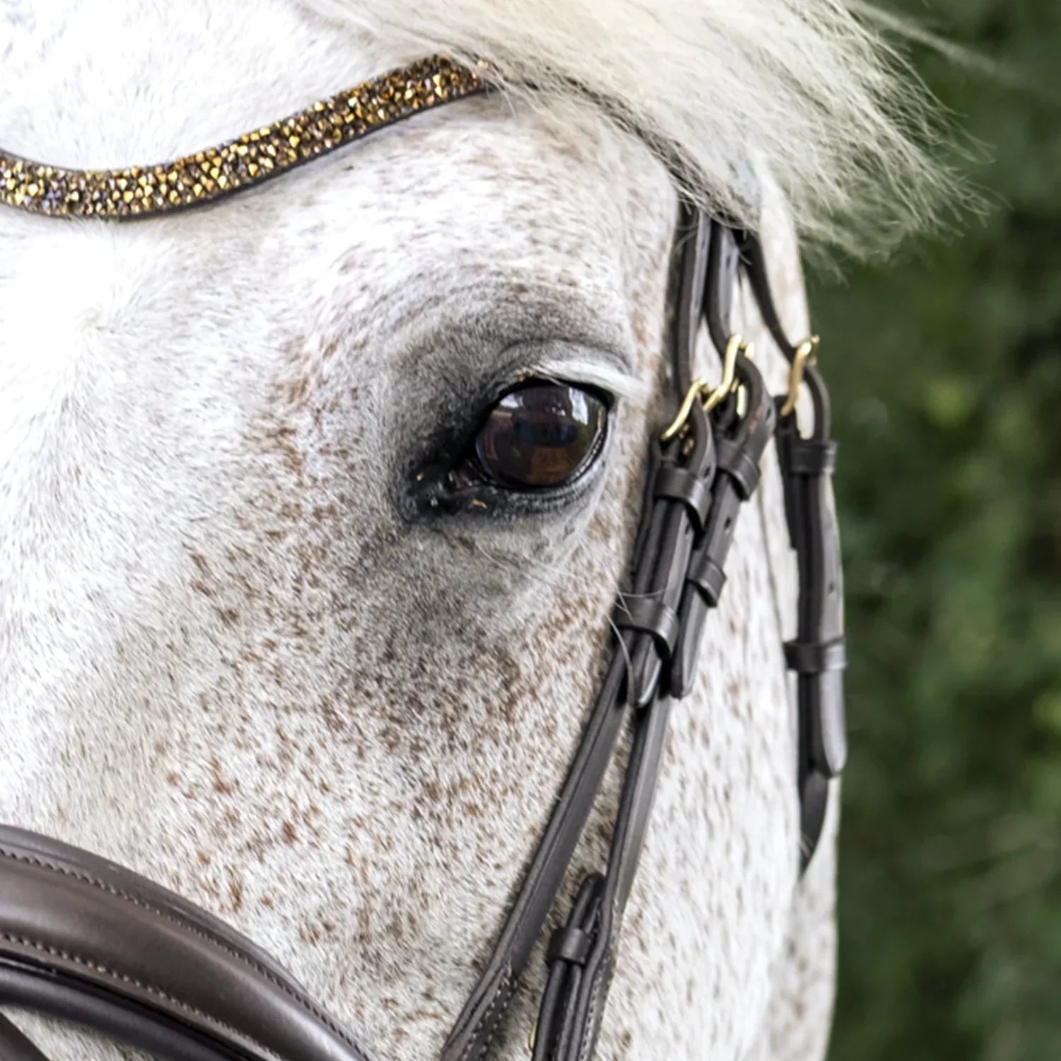 Le meilleur bridon anatomique : pourquoi les bridons TdeT font la différence ? 🐴