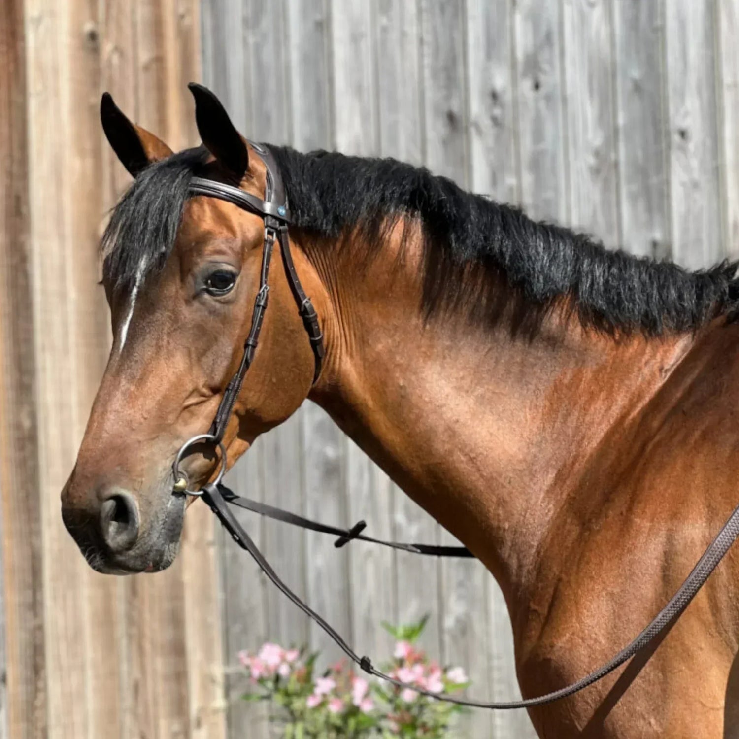 Monter sans muserolle : comprendre et repenser notre équipement