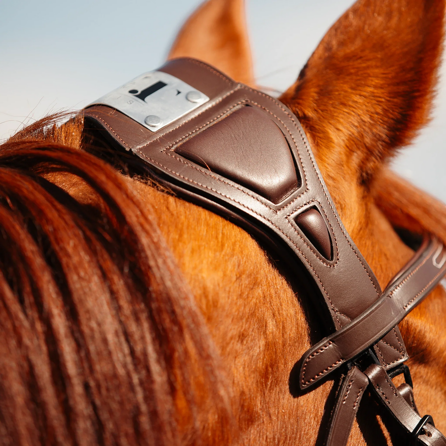 Têtière anatomique pour cheval : améliorer le confort et le bien-être de votre cheval