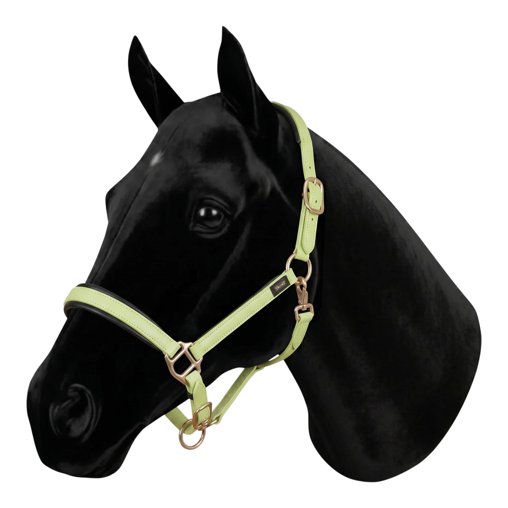 Licol Biotack® vert tilleul