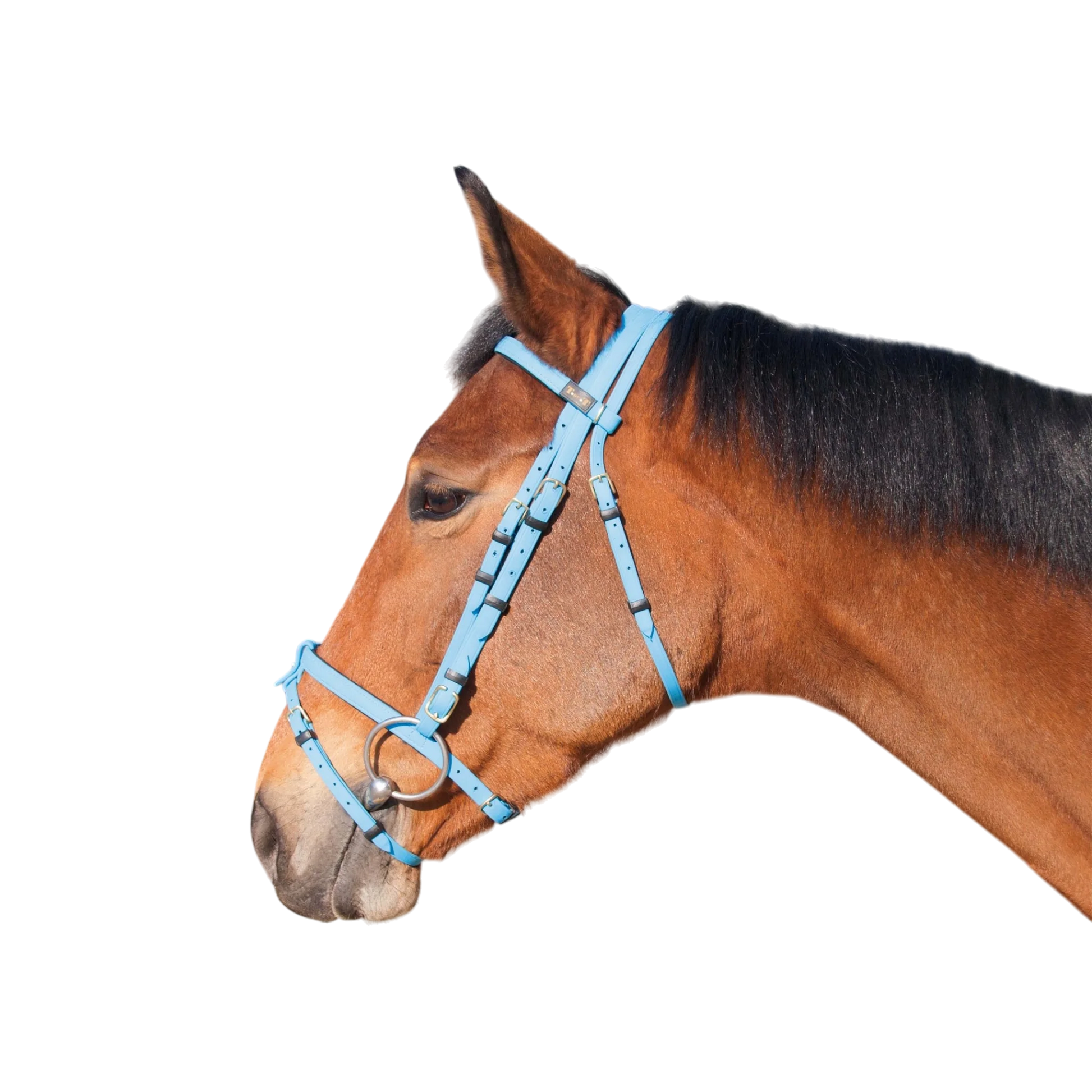 TdeT - Biotack® bridle sky blue