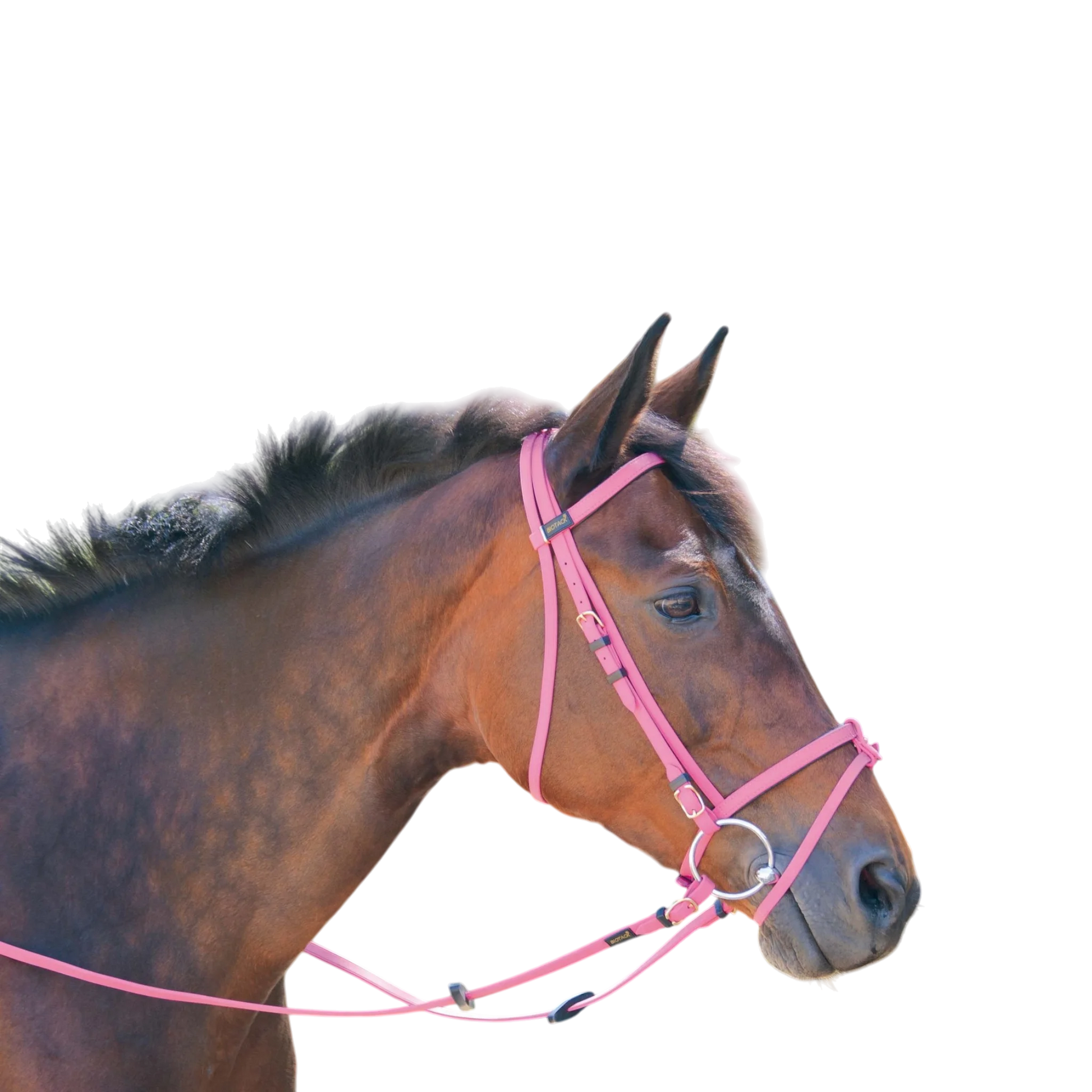 TdeT - Biotack® bridle fuchsia