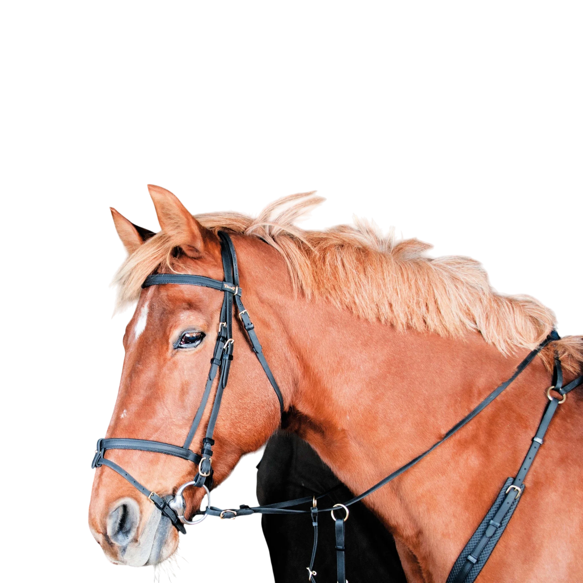 TdeT - Biotack® bridle black