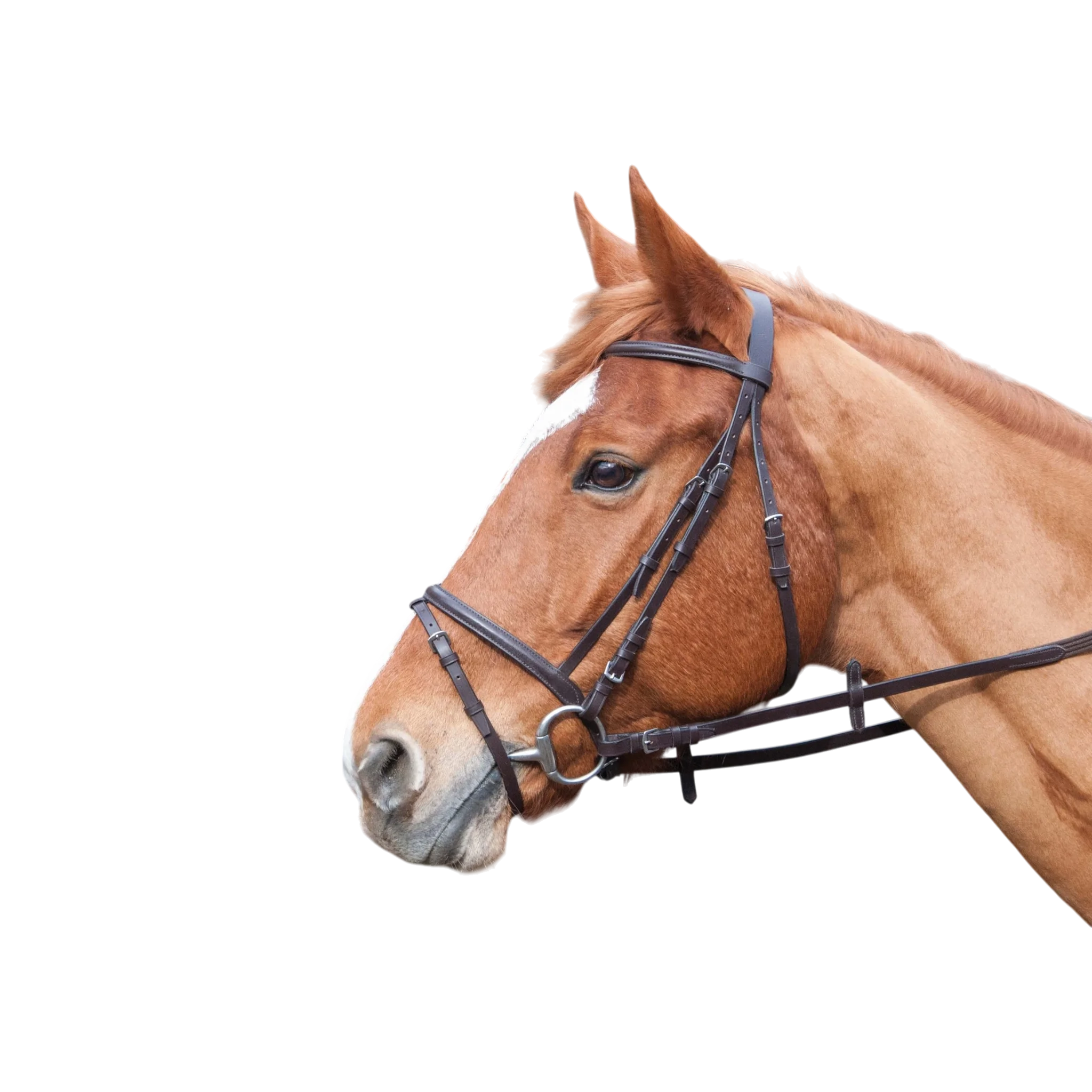 TdeT - Bridon classique Bellini avec rênes havane foncé