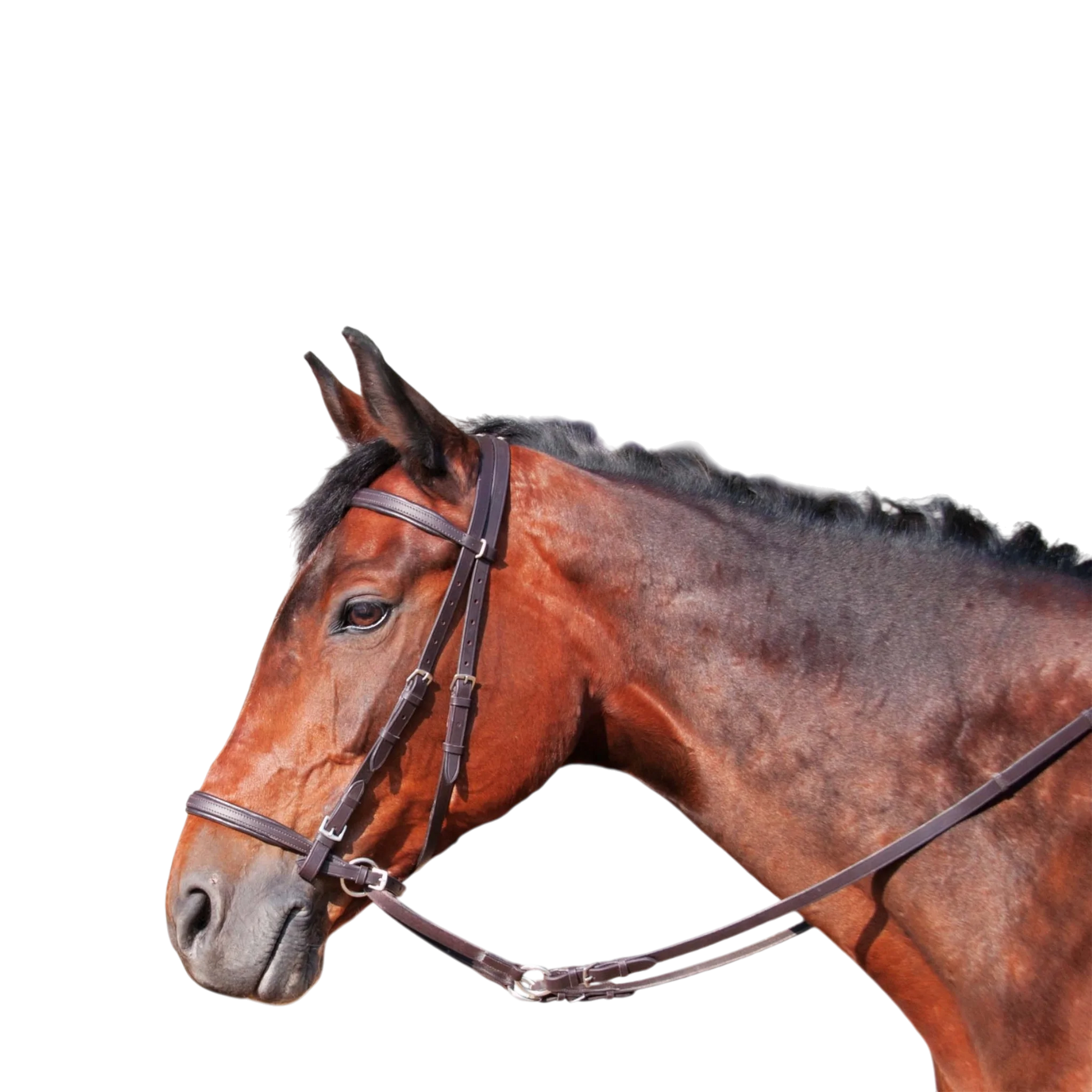 TdeT - Bridon classique Bitless avec rênes havane foncé