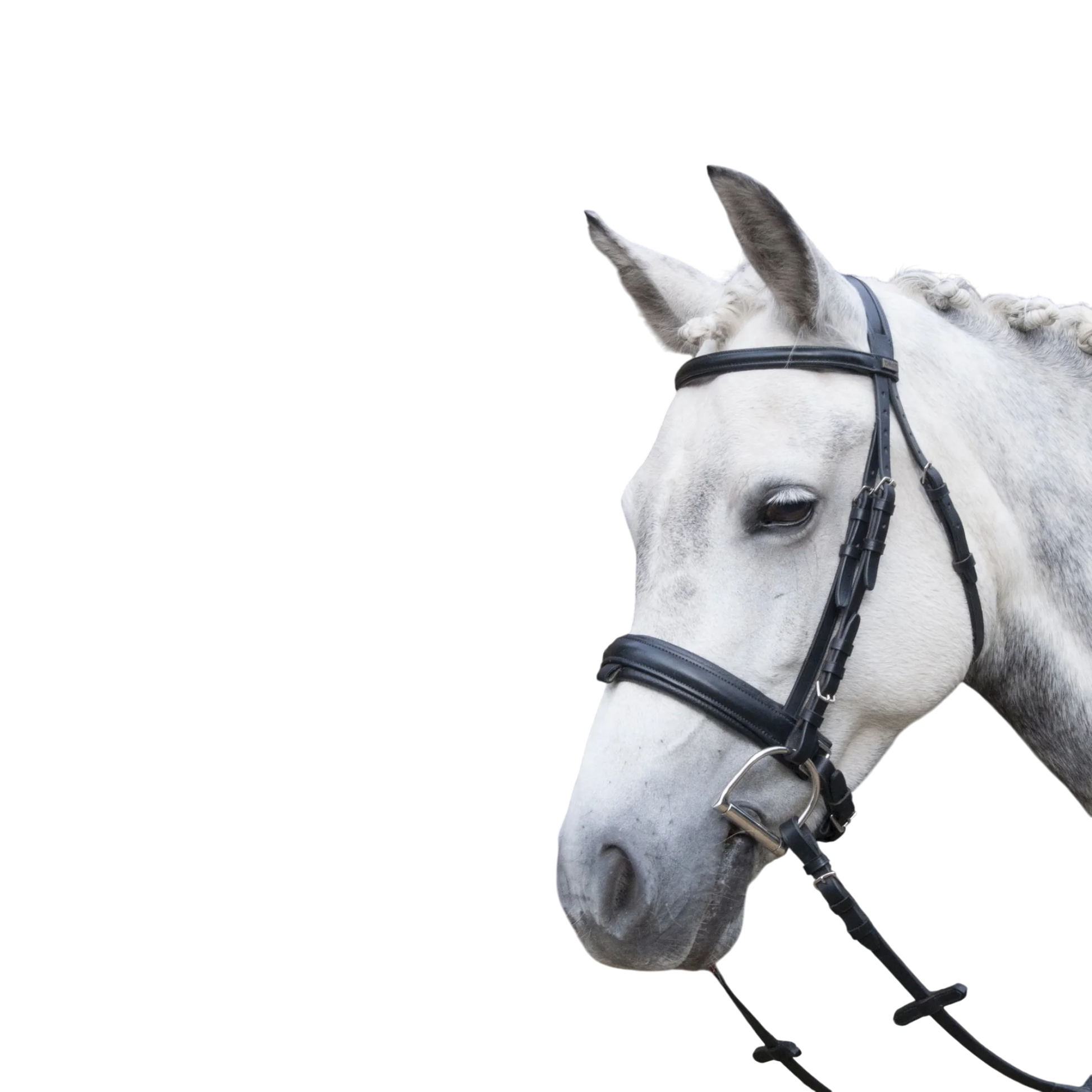 TdeT - Classic Pull-back bridle with reins black