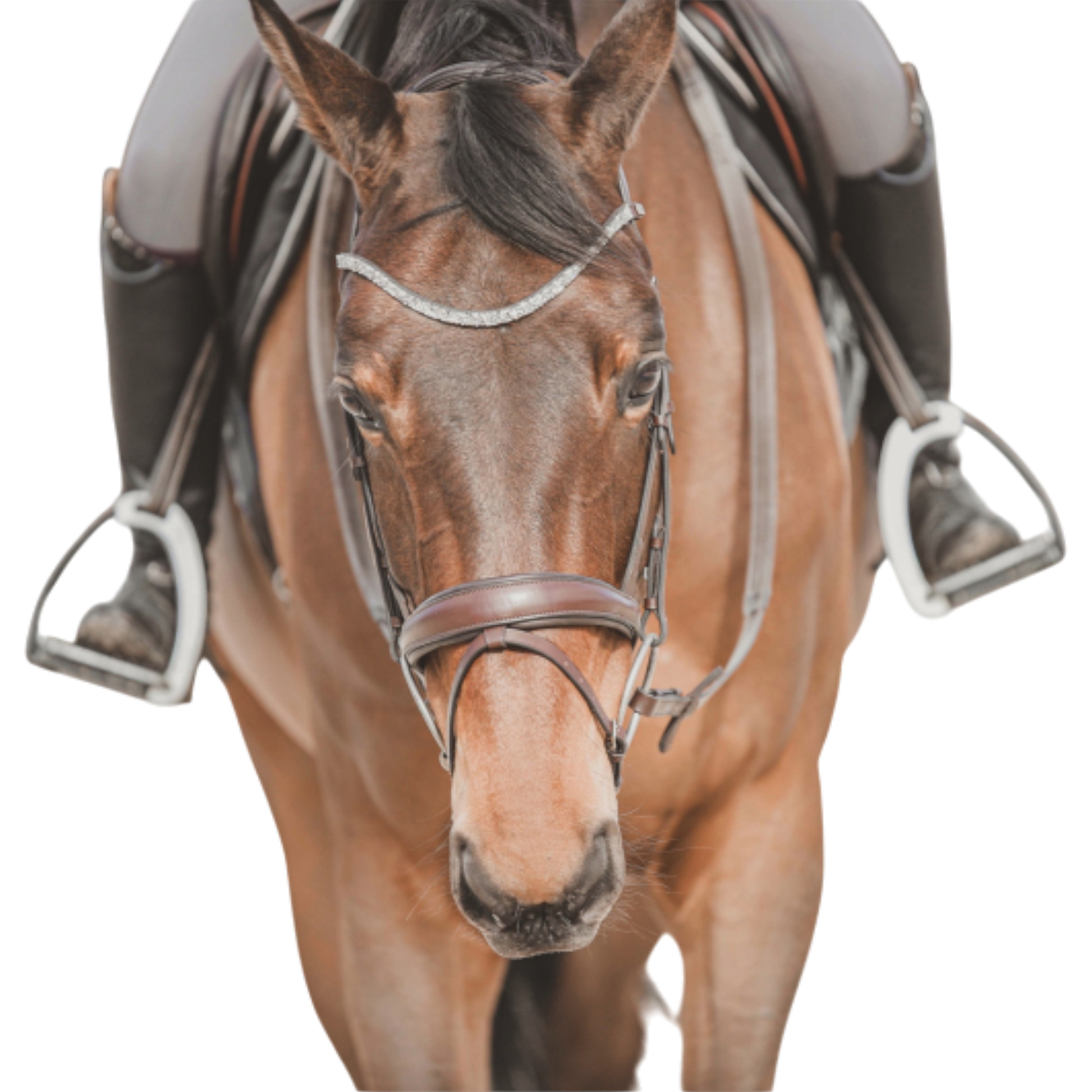 TdeT - Bridon anatomique Hopper avec rênes marron argent