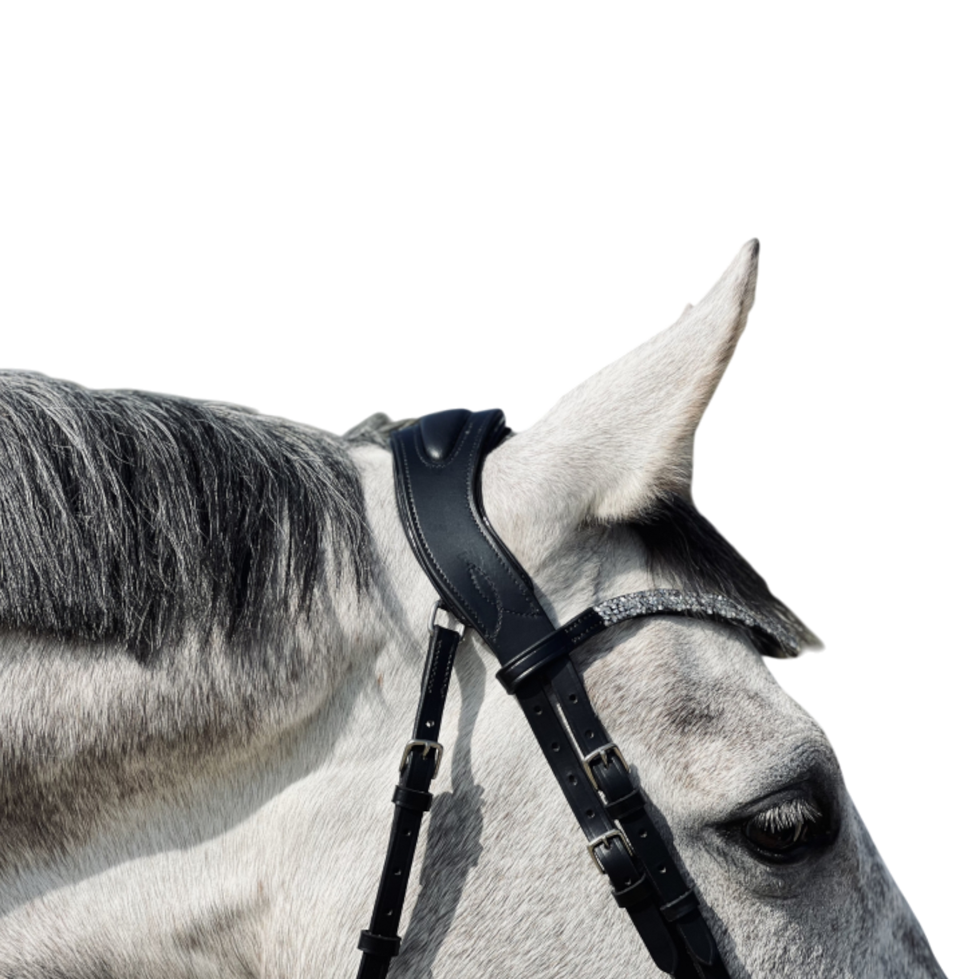 TdeT - Bridon anatomique Hopper avec rênes noir argent