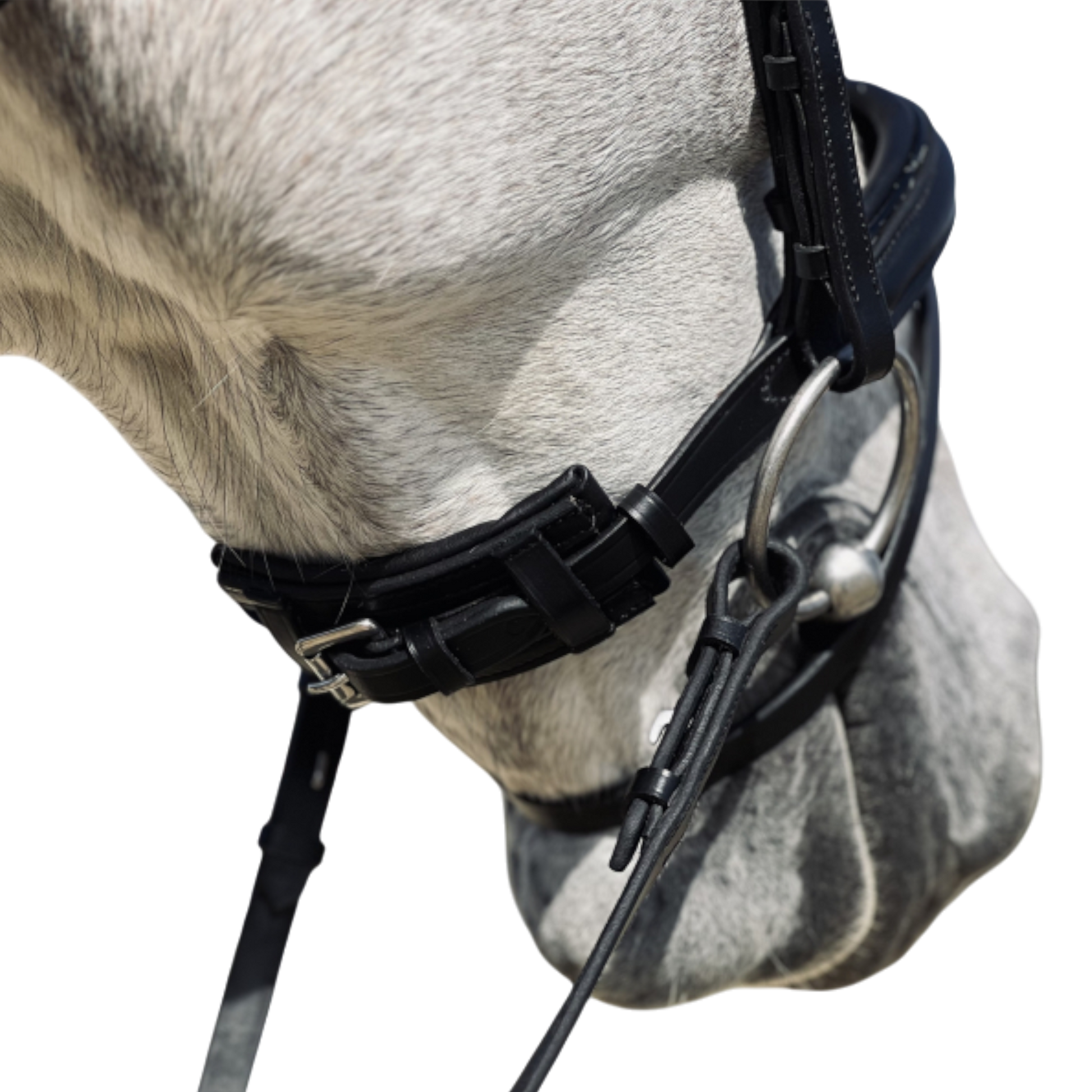 TdeT - Bridon anatomique Hopper avec rênes noir argent