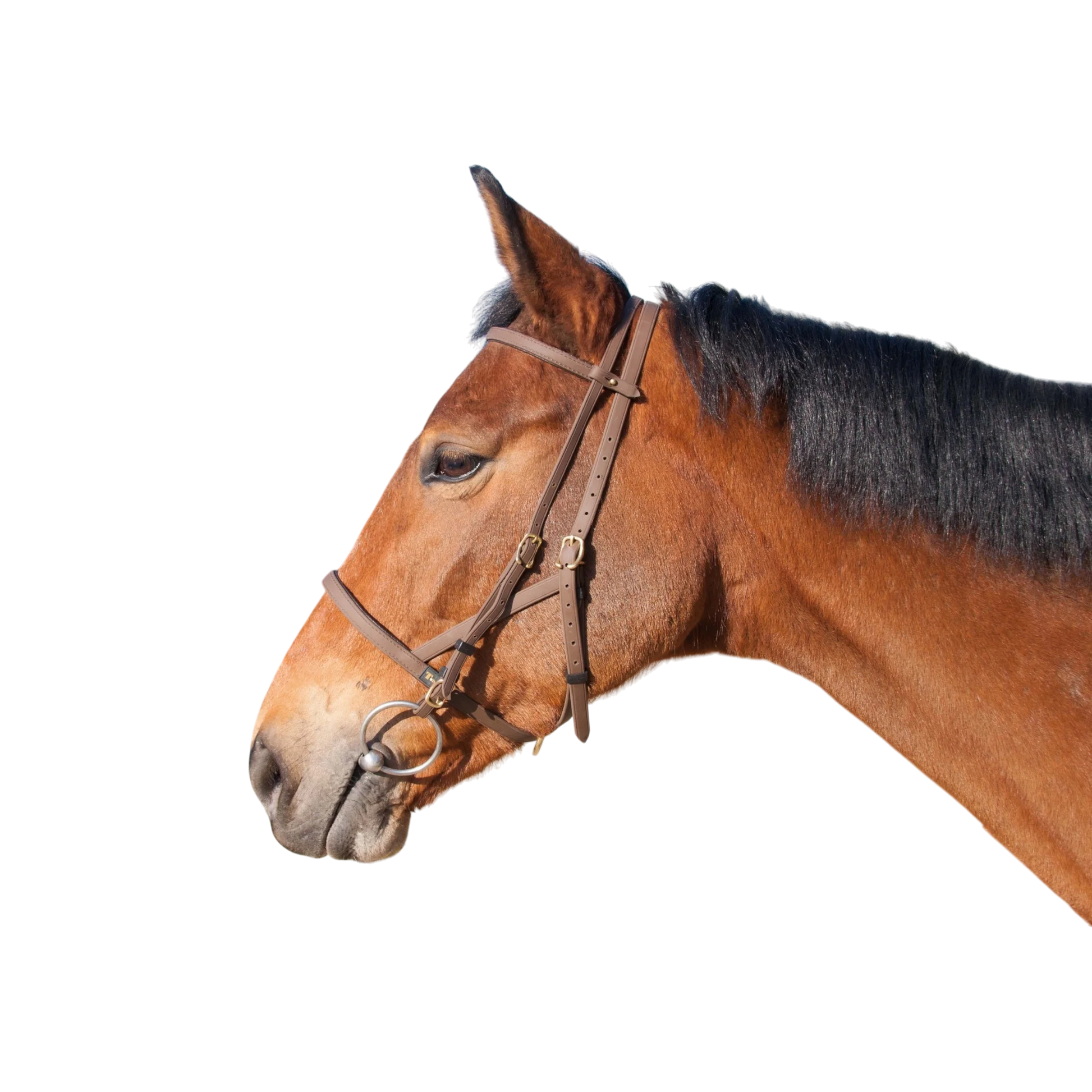 TdeT - Biotack® halter bridle dark brown