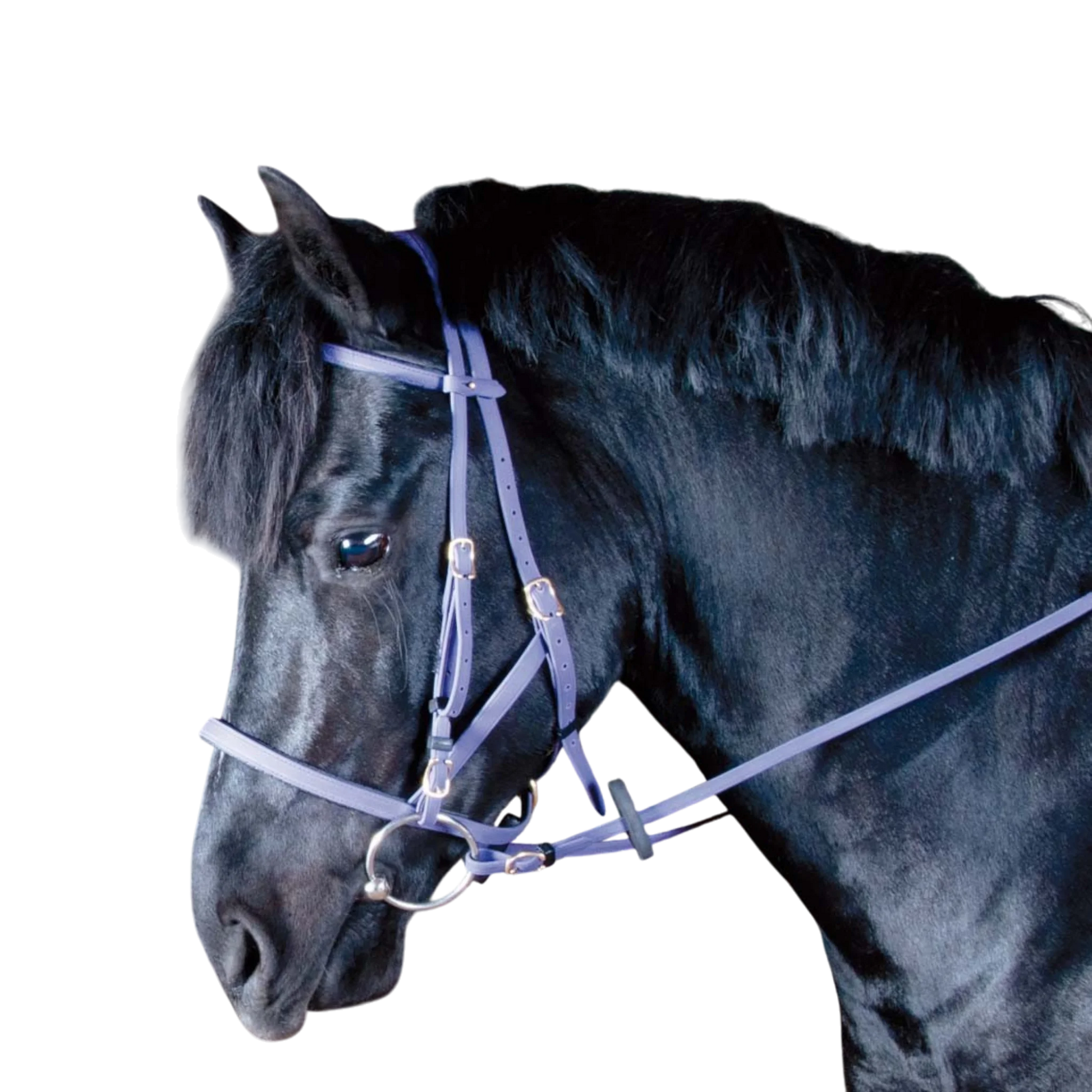 TdeT - Biotack® halter bridle purple