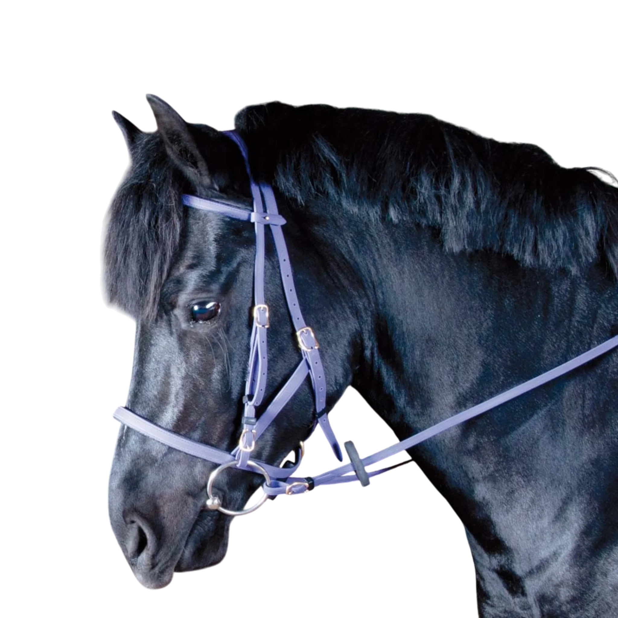 TdeT - Biotack® halter bridle purple