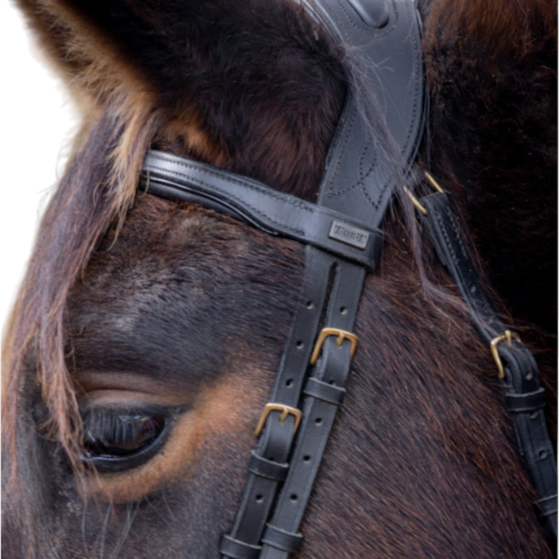 TdeT - Matisse anatomical bridle with reins black