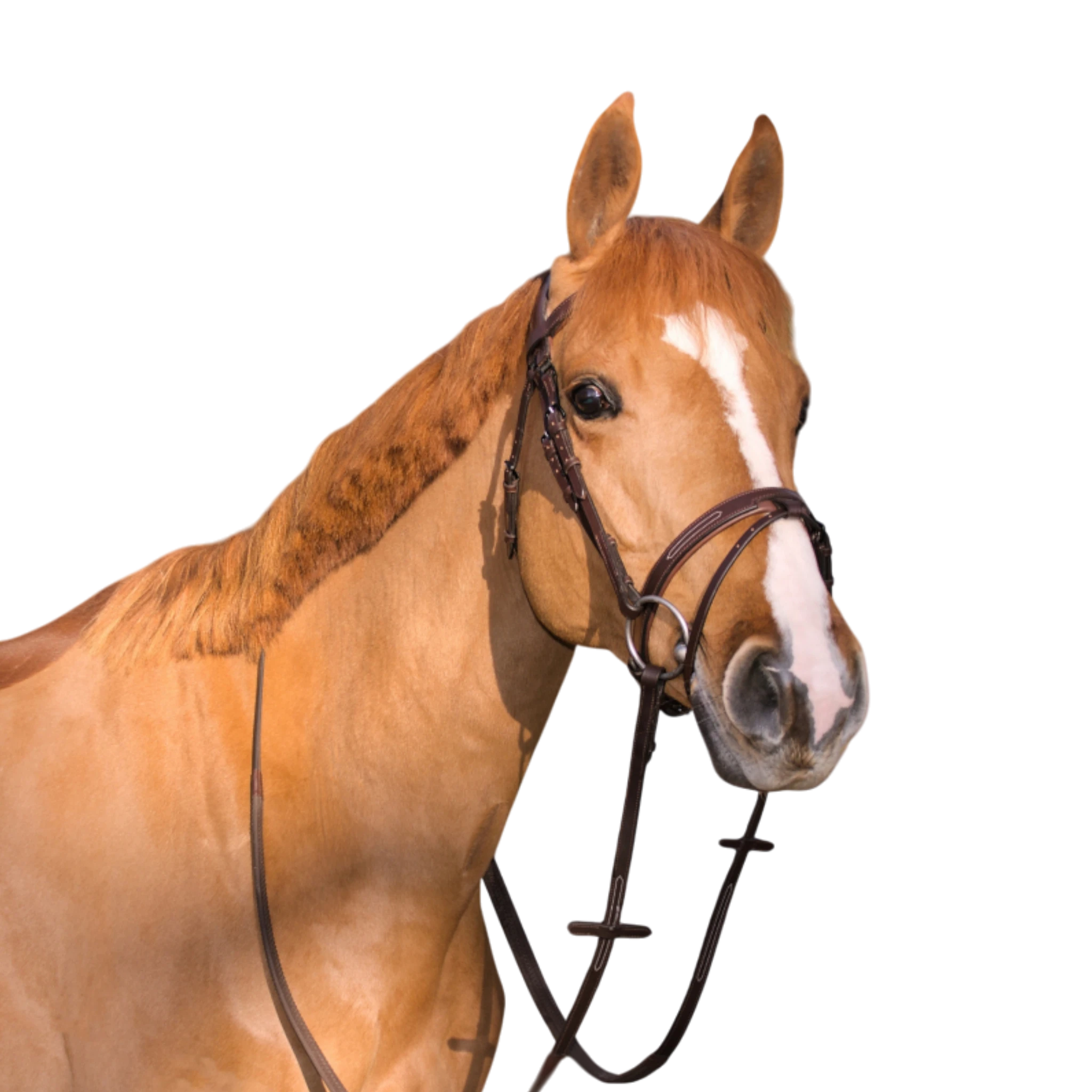 TdeT - Manet bridge bridle dark havana