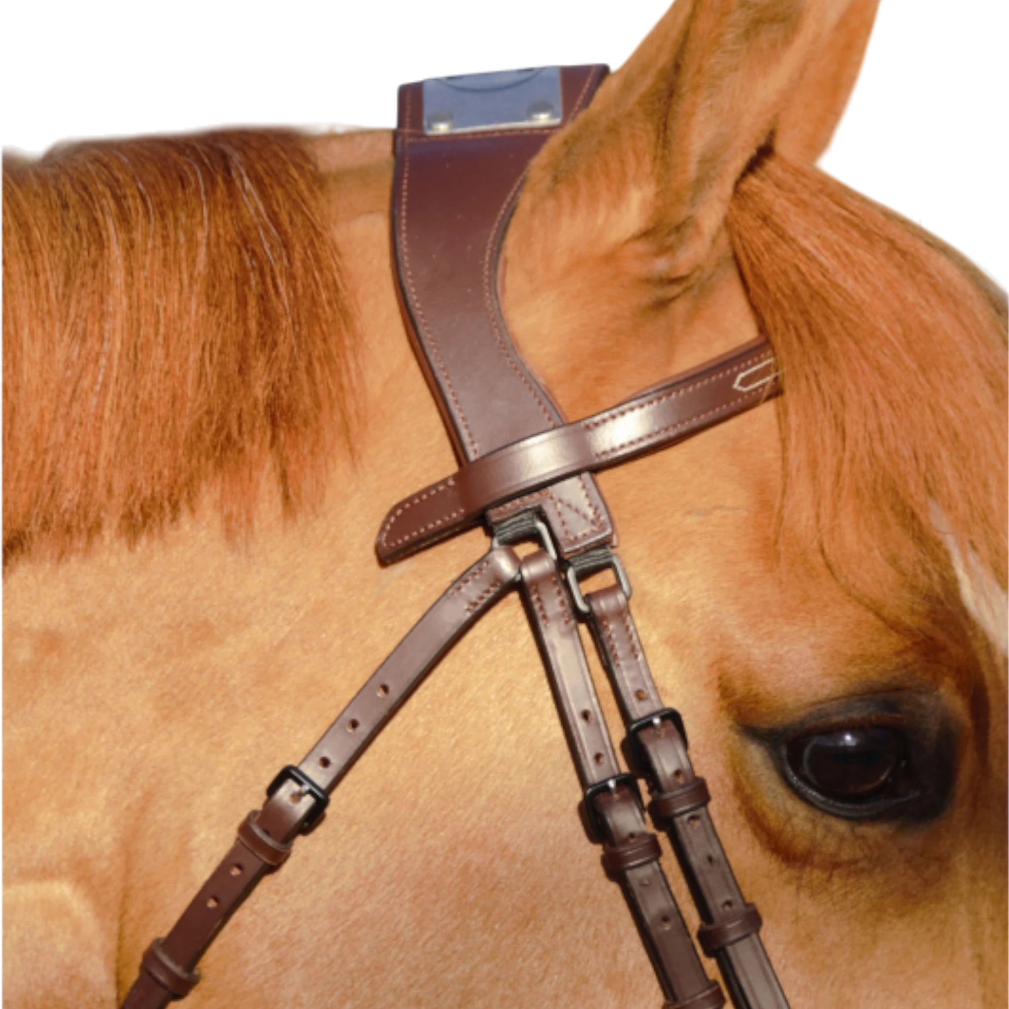 TdeT - Manet bridge bridle dark havana