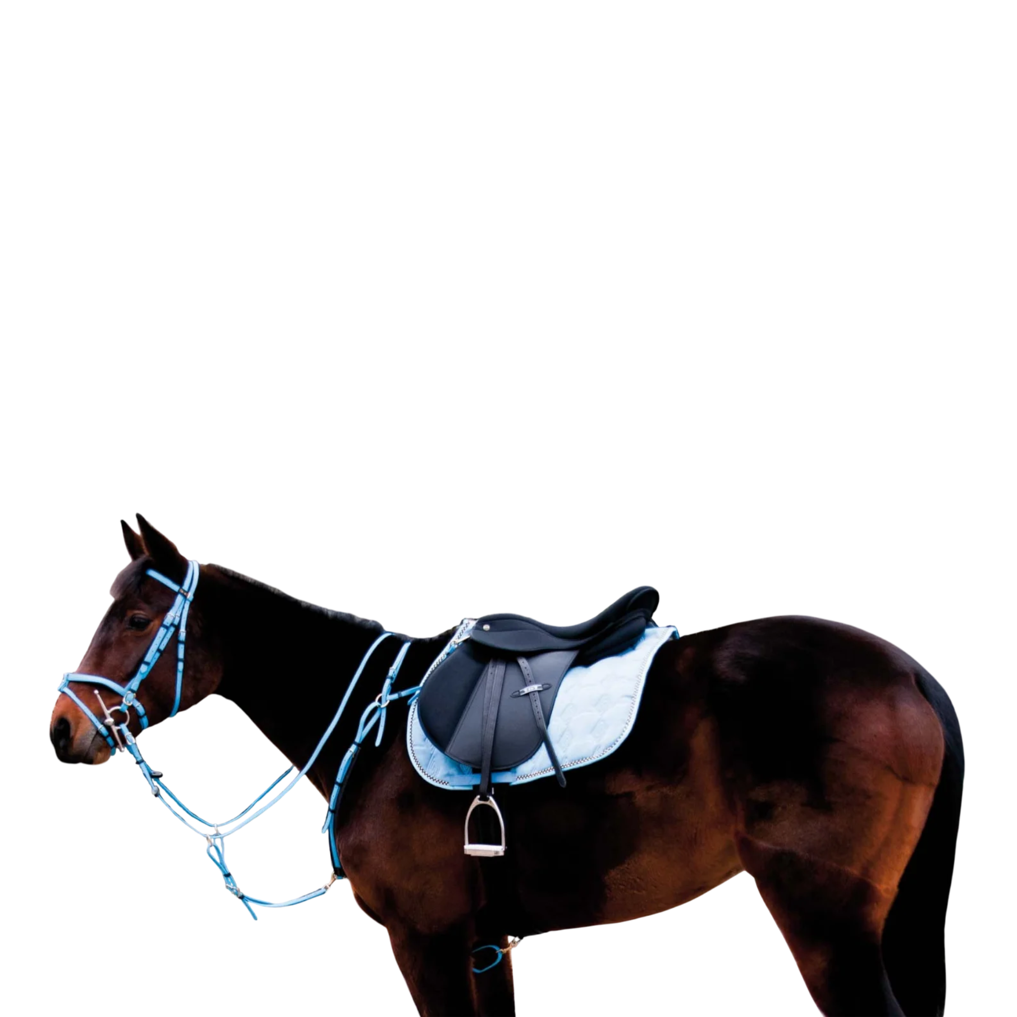 TdeT - Collier de chasse Biotack® bleu ciel