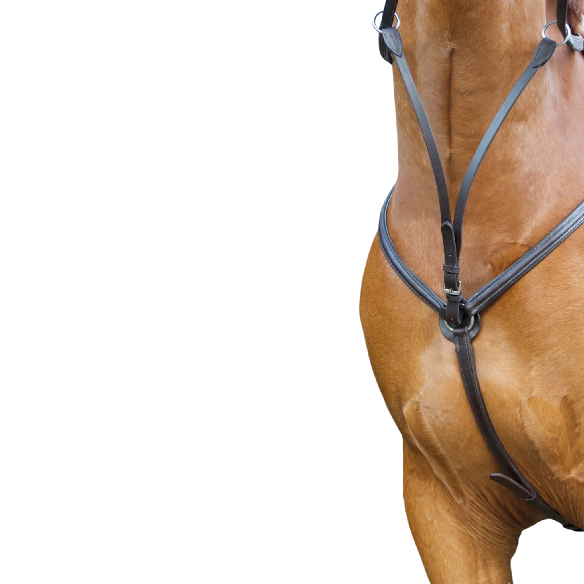 TdeT - Padded breastplate dark havana