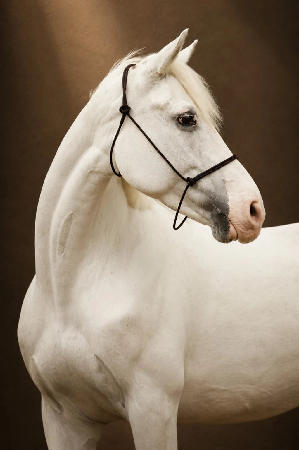 Reins