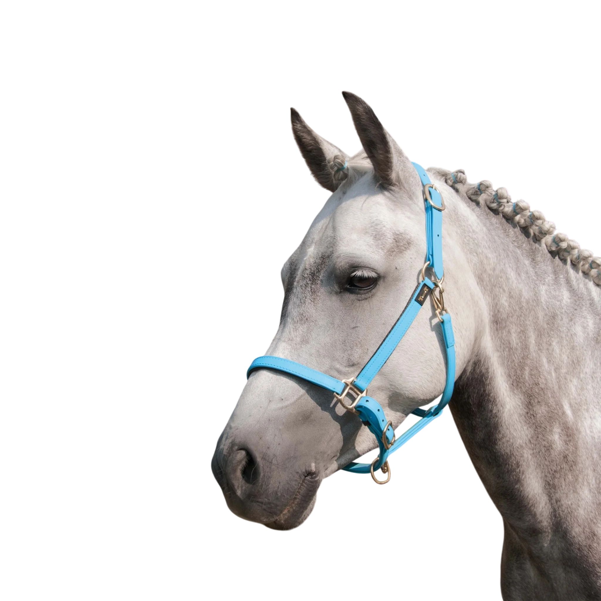 TdeT - Licol Biotack® bleu ciel