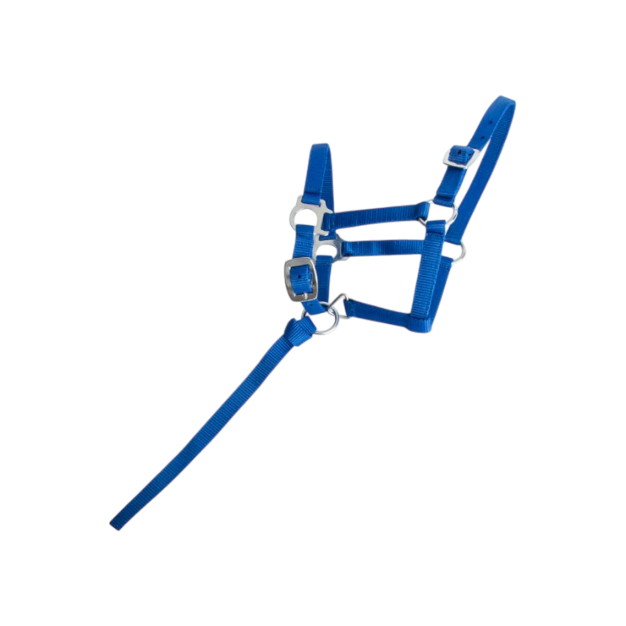 TdeT -  Licol synthétique poulain bleu roi