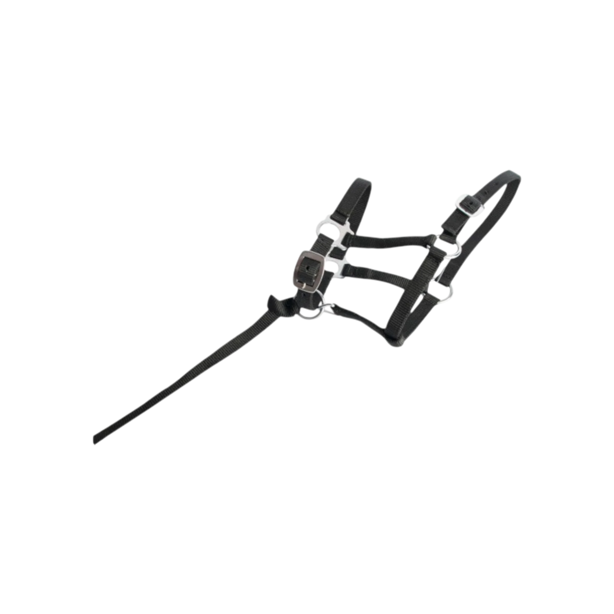 TdeT -  Licol synthétique poulain noir