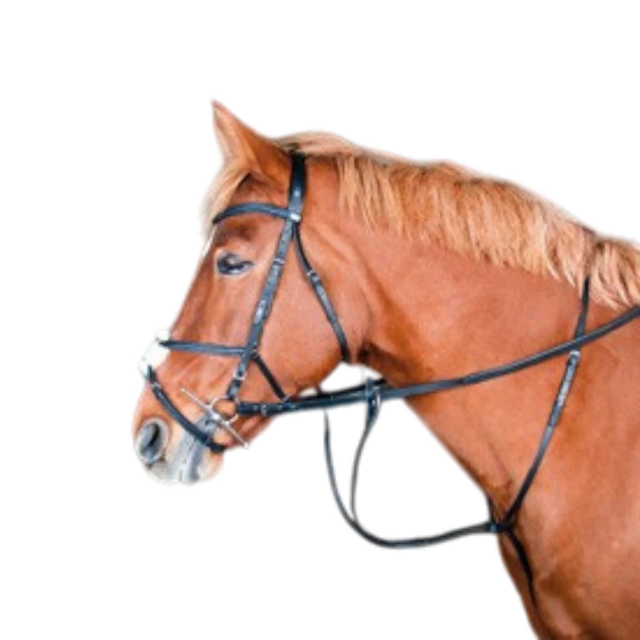 TdeT - Martingale classique noir