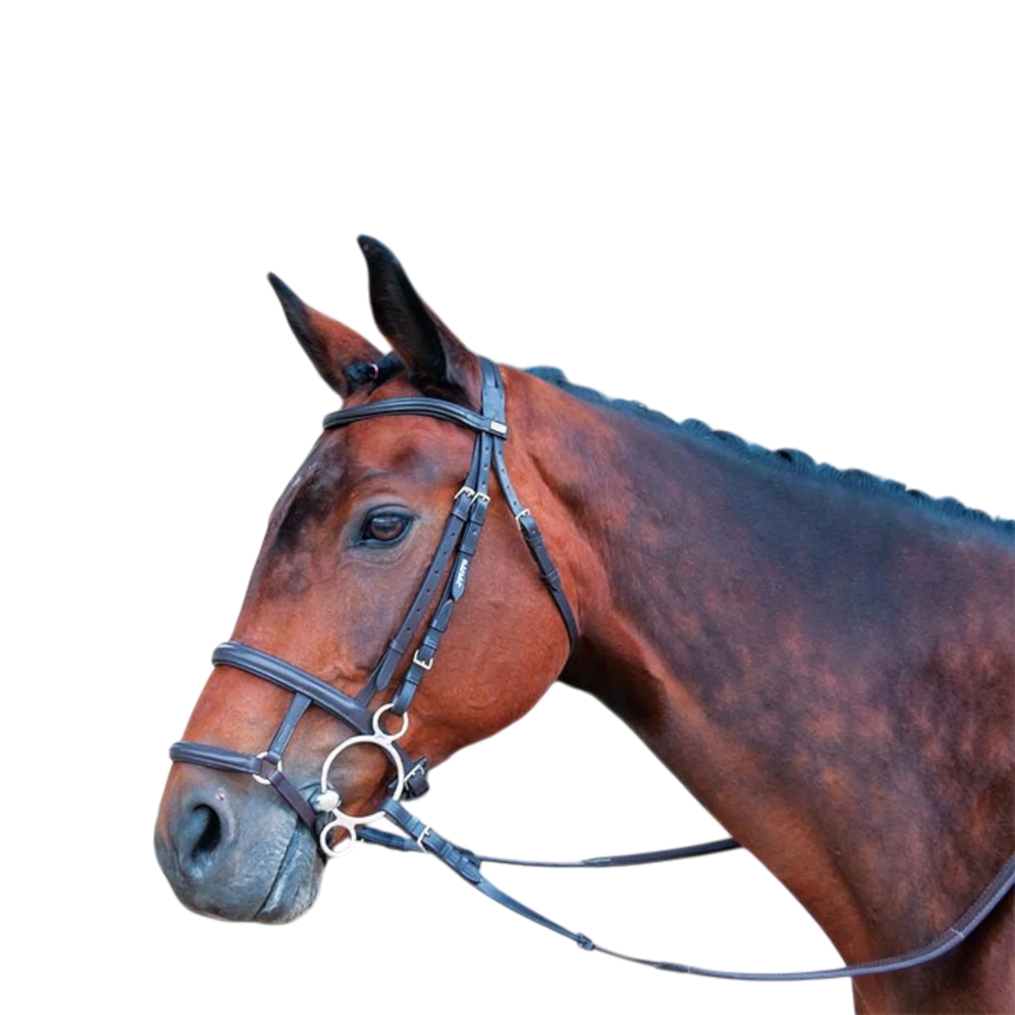 TdeT - Combined noseband dark havana