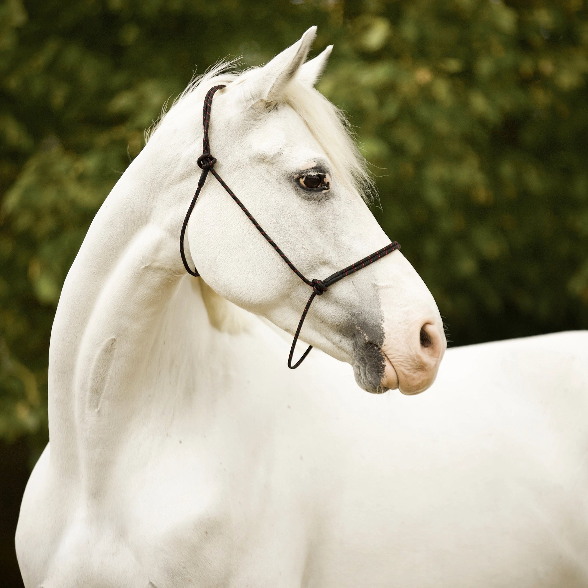 Professional Halter