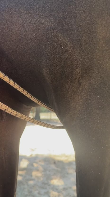 Load video: TdeT - Rênes allemandes cuir et corde marron et beige